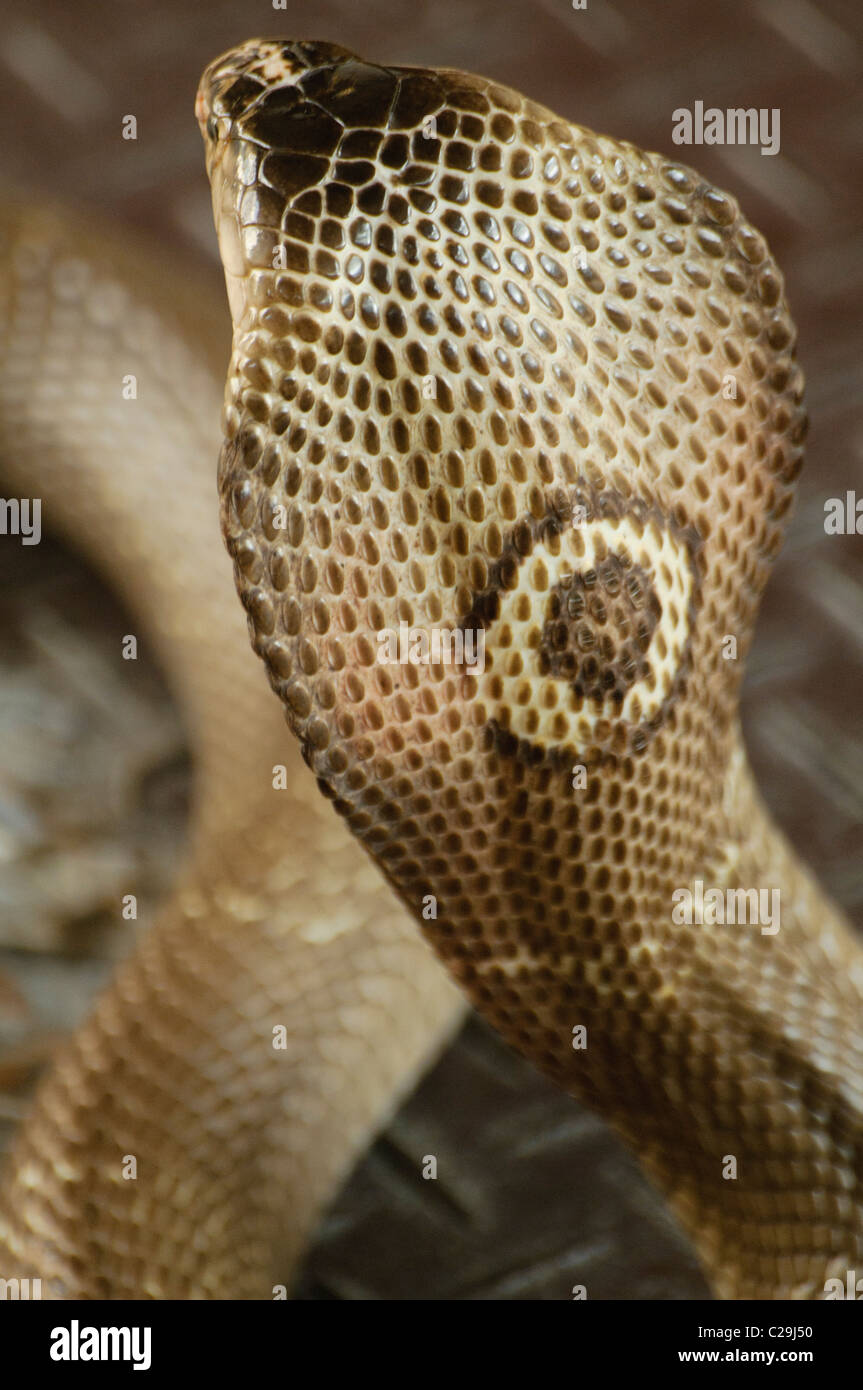 Siamese Cobra, highly venomous snake, (Naja Siamensis) Stock Photo