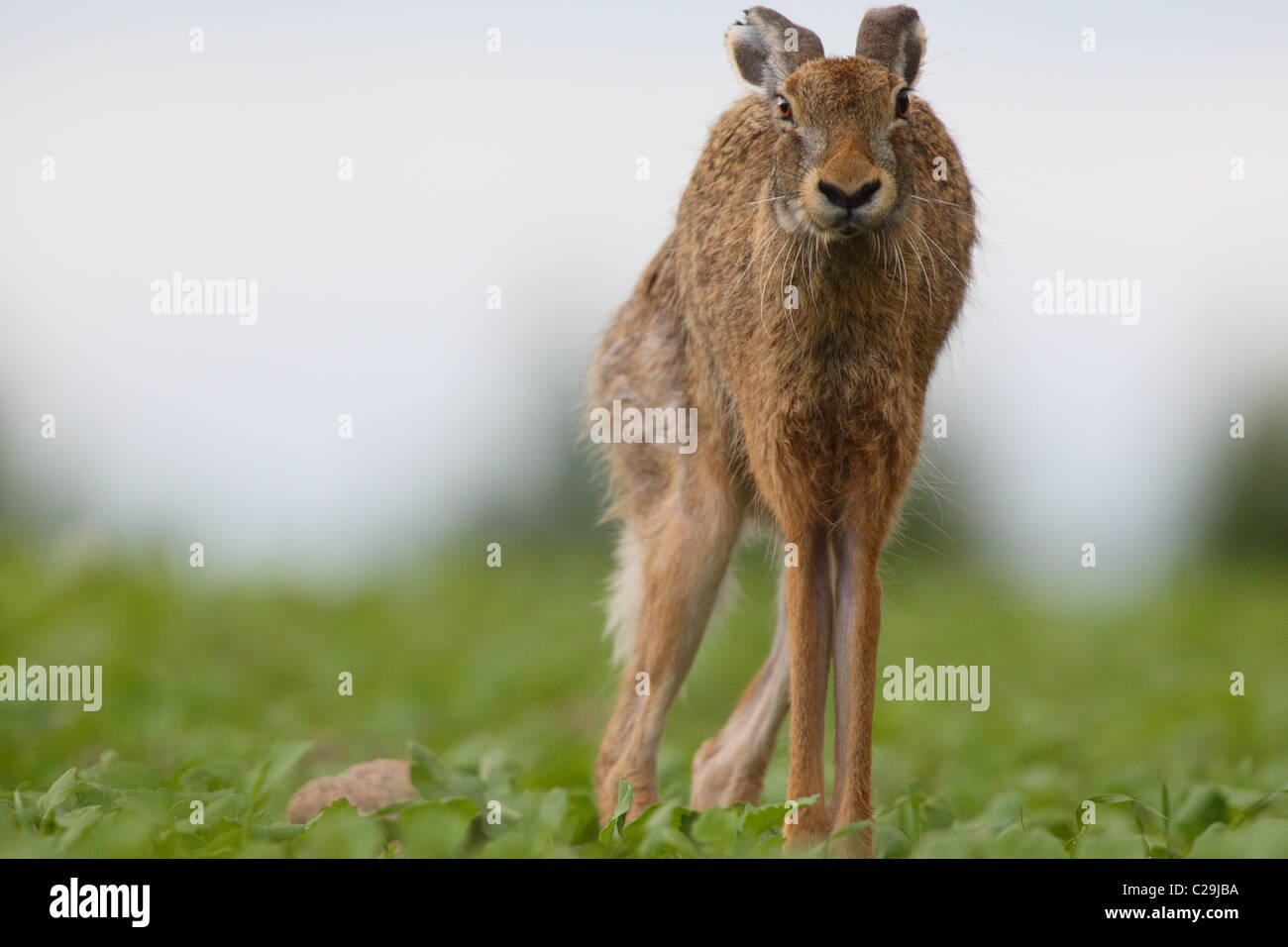 Wild Brown Hare (Lepus europaeus) streching Stock Photo