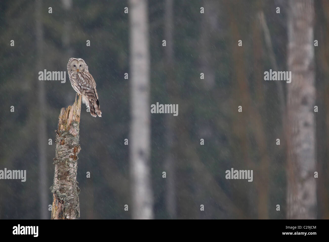 Wild Ural Owl (Strix uralensis) in rain, sitting on tree trunk Stock Photo