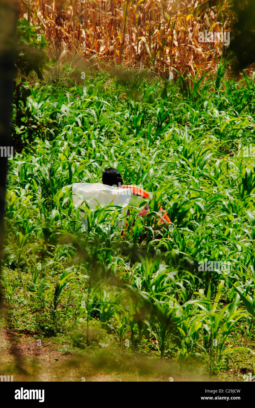 working lady Stock Photo