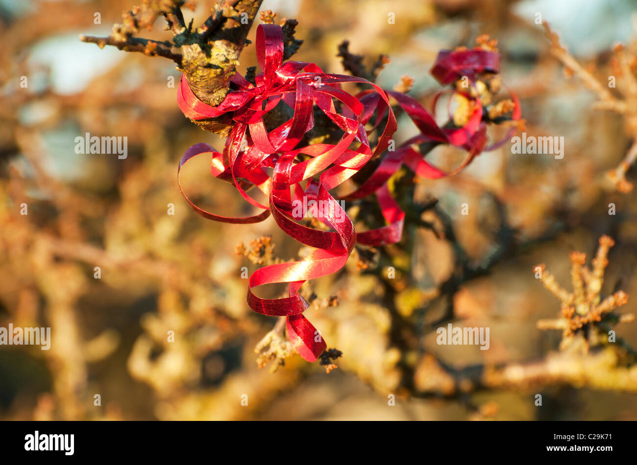 Red gift wrapping ribbon left on gorse bush on Dartmoor, Devon UK Stock Photo