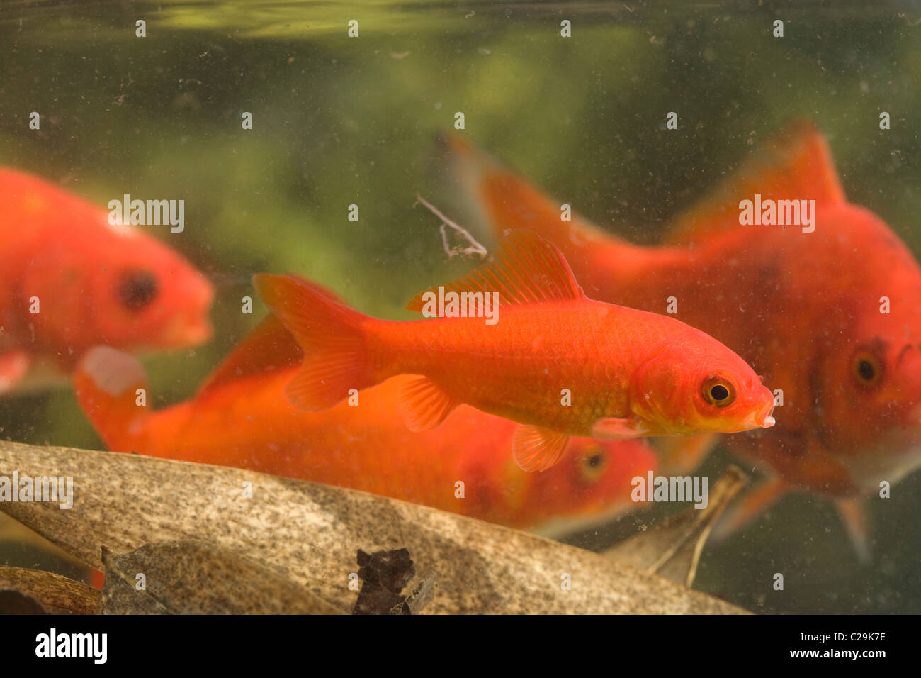 Goldfish Carassius auratus. Shoal at the bottom of a pond. Overwintering. Stock Photo
