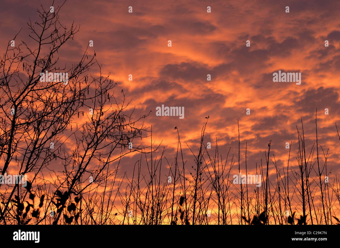 Dramatic orange clouds lit by setting sun with silhouetted tree branches in foreground, Devon UK Stock Photo