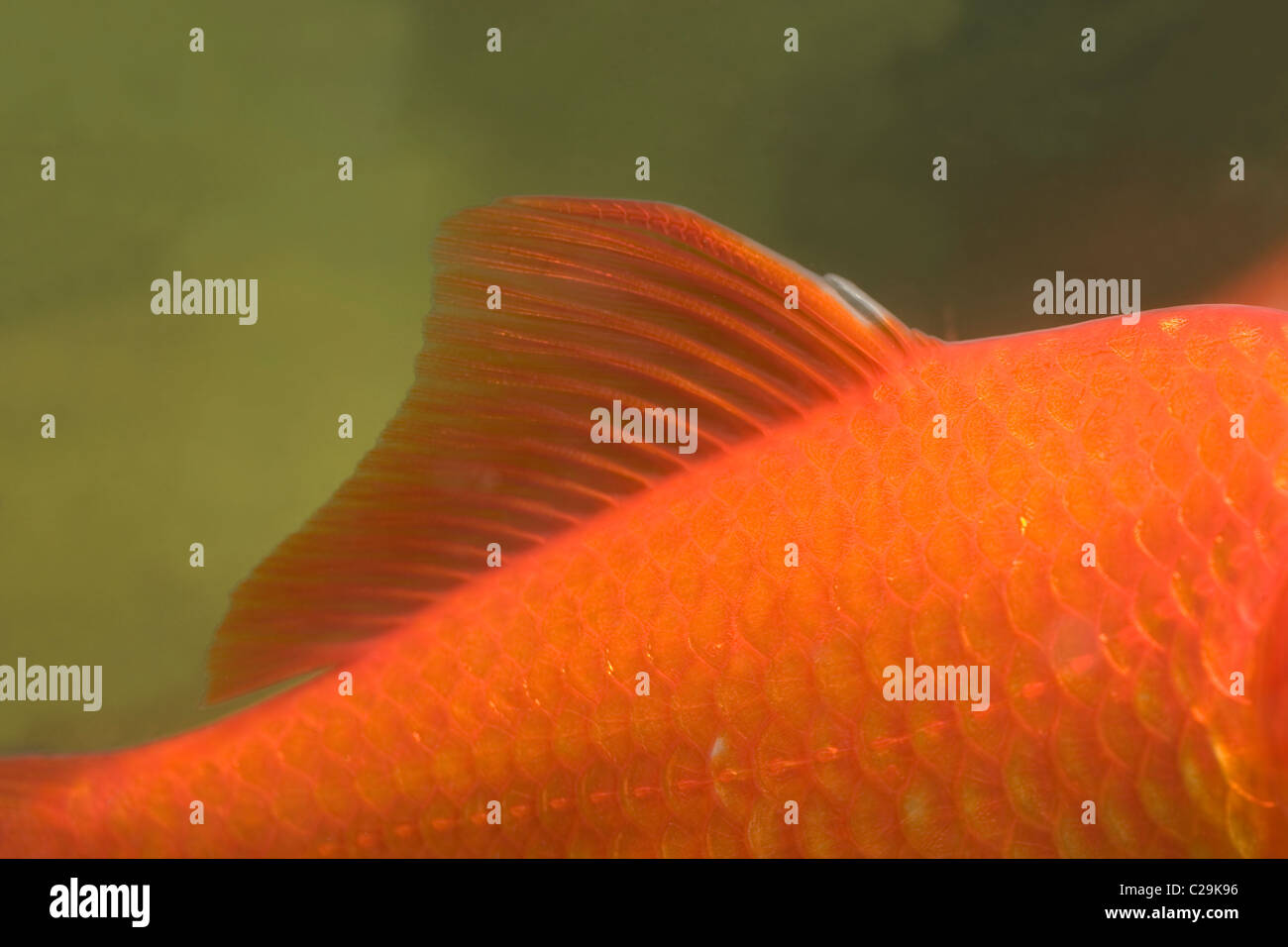 Goldfish Carassius auratus. Showing dorsal fin and lateral line running along length of body flank. Head end right. Stock Photo