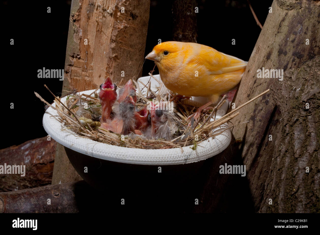 Canary (Serinus canaria). Parent feeding two days old chicks. Breed 'Fife'. In an aviary with chicks in an artificial nest pan. Stock Photo
