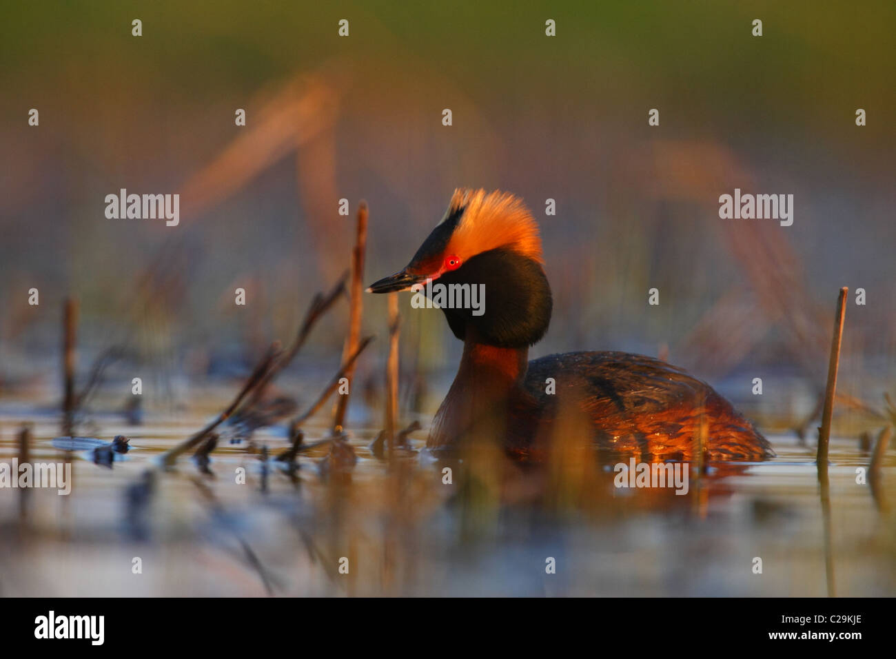 Slavonian Grebe (Podiceps auritus) Stock Photo