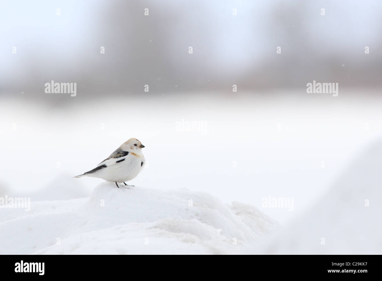 Snow bunting (Plectrophenax nivalis) on snowdrift Stock Photo