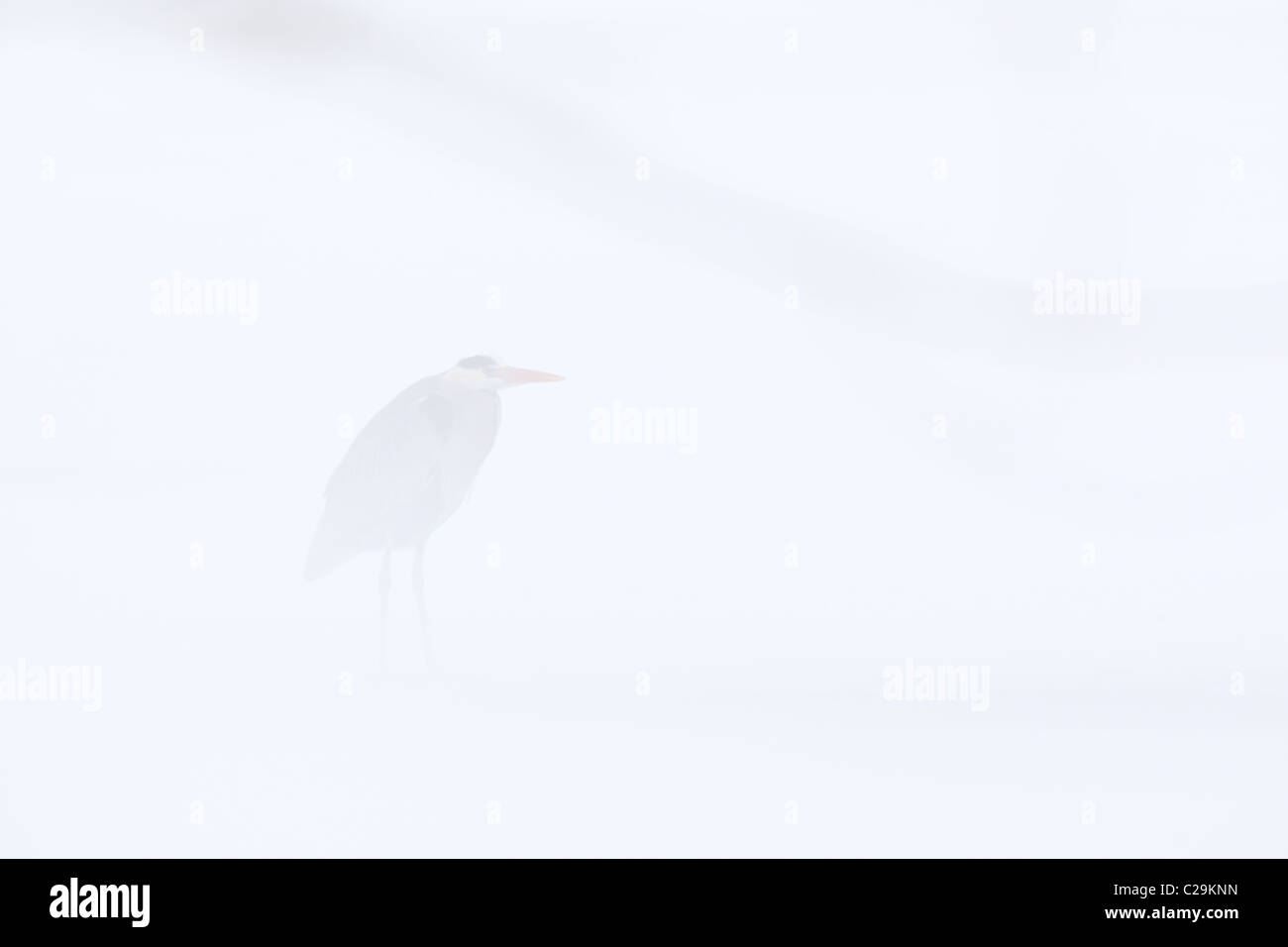 Wild Grey Heron (Ardea cinerea) sitting on frozen lake in snowstorm, waiting for spring. End of March 2011 Stock Photo