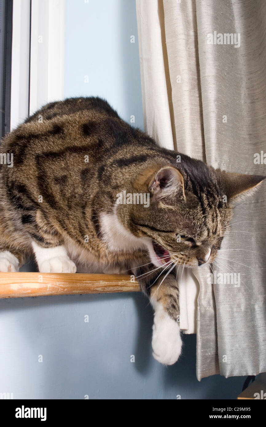Cat hissing dog hires stock photography and images Alamy
