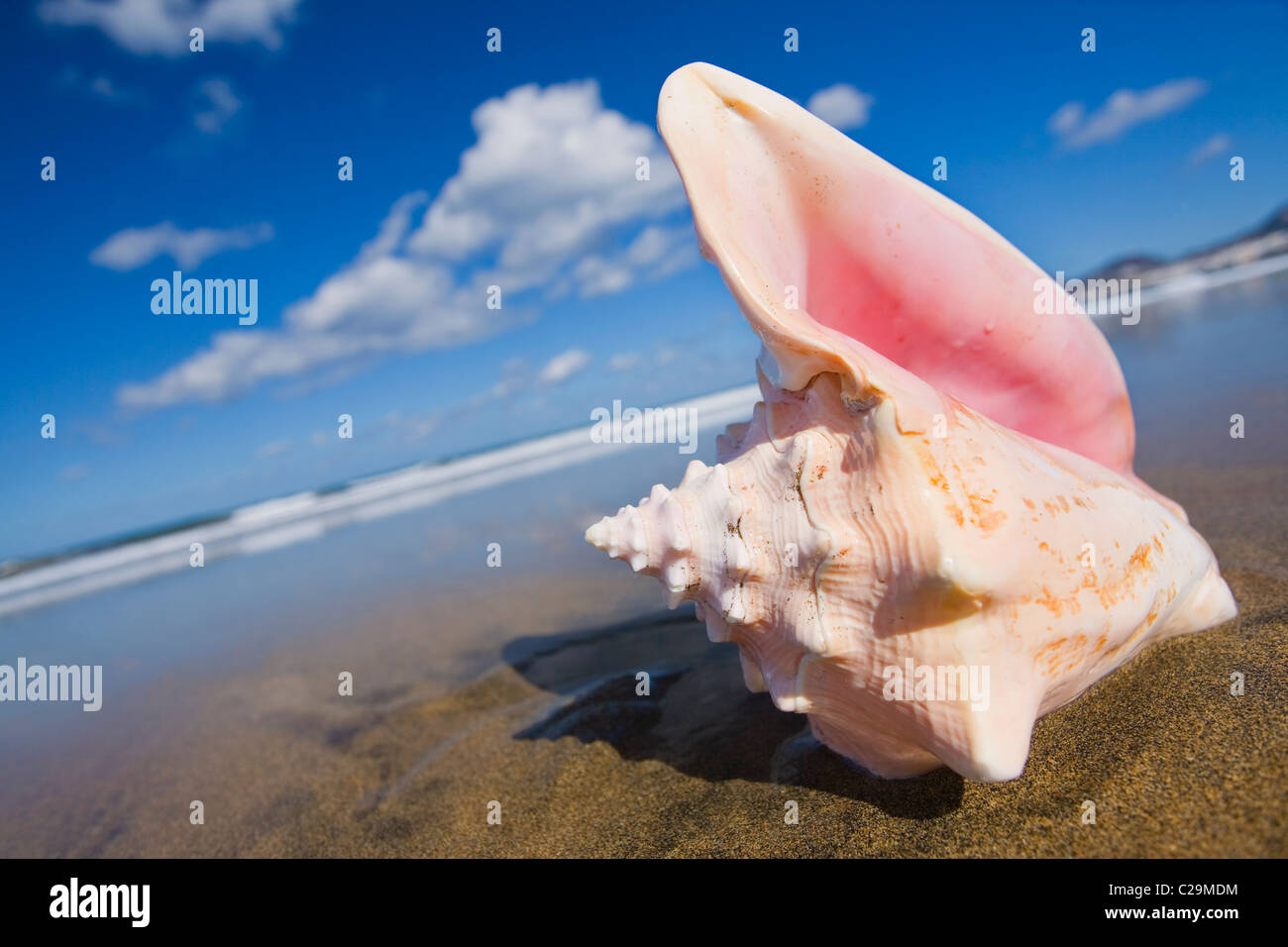 Queen conch shell on the beach at a jaunty angle. Stock Photo