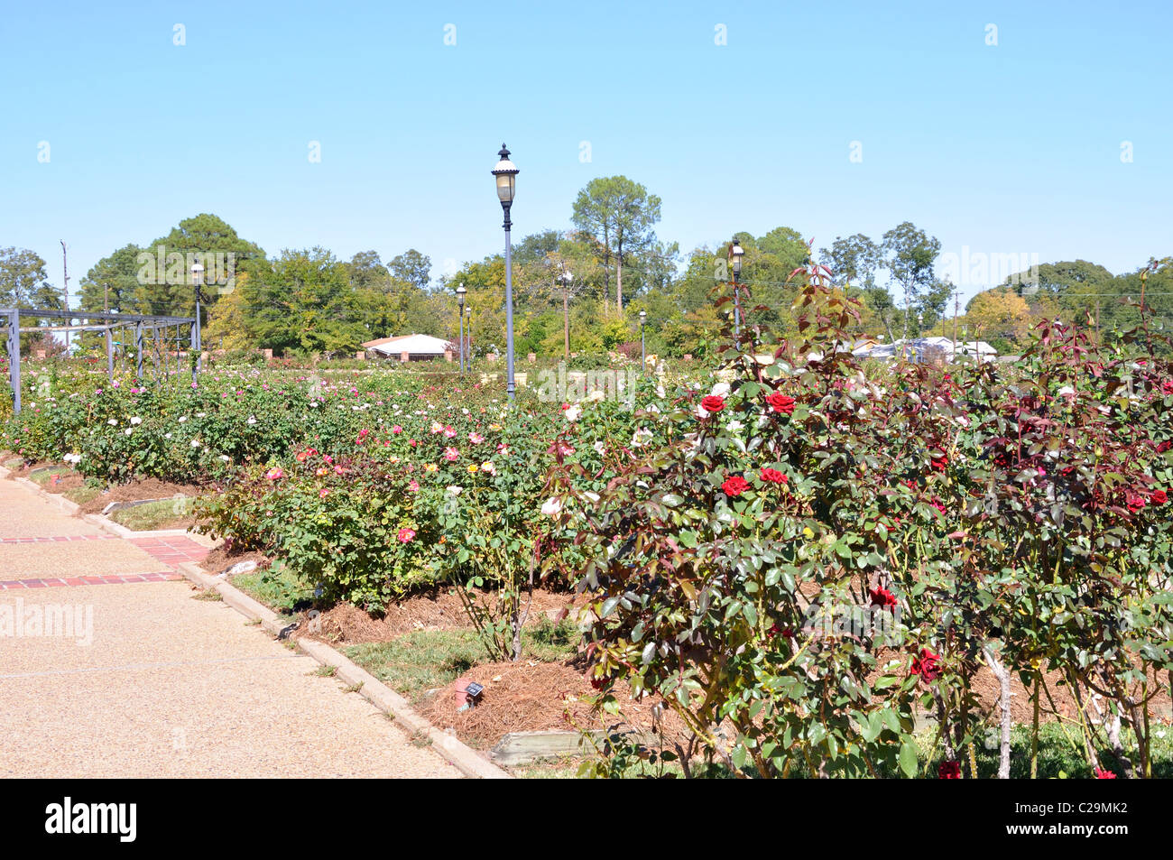 Rose Garden, Tyler, Texas largest rose garden in the US Stock Photo