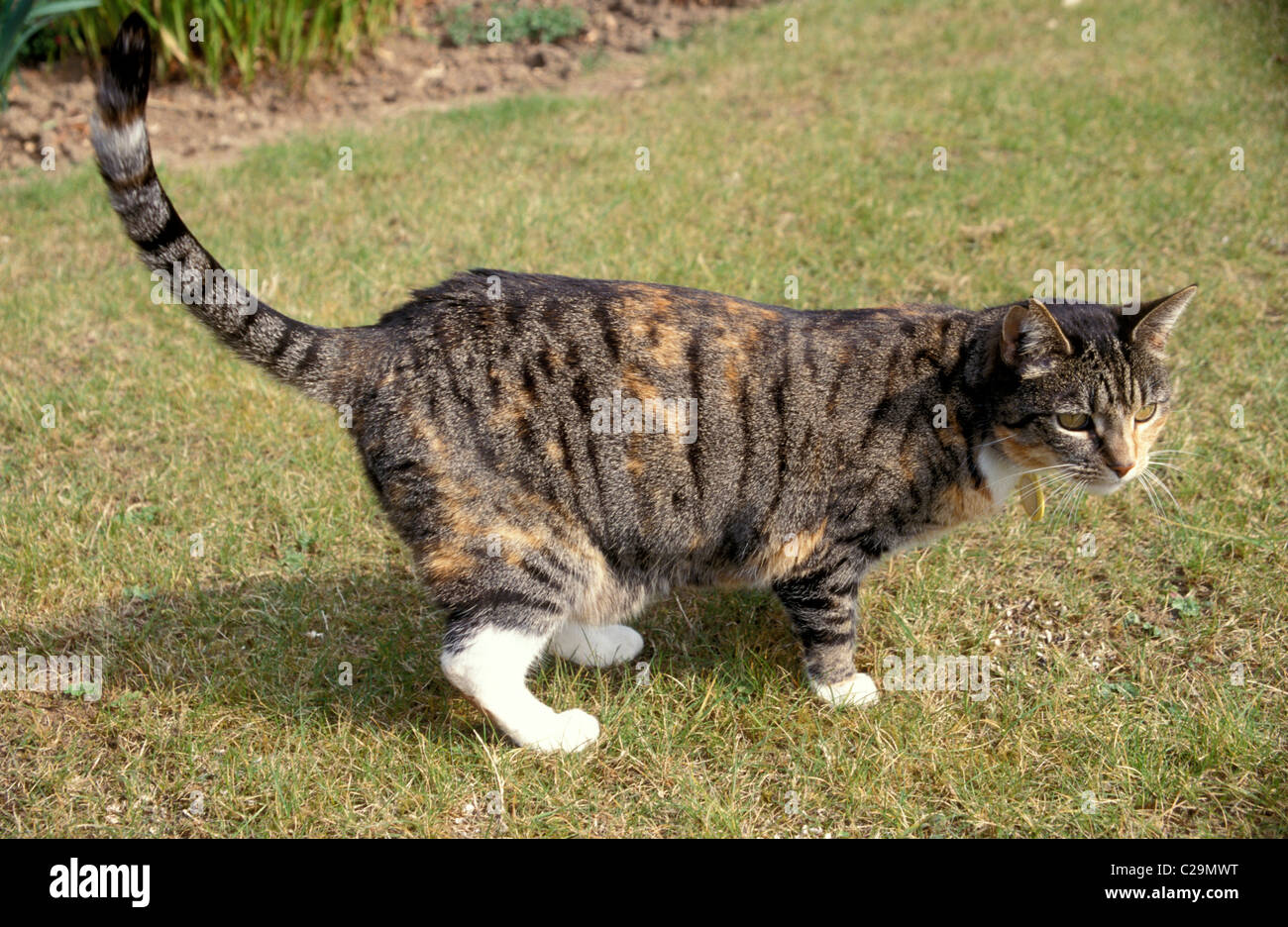 tabby cat marking territory Stock Photo Alamy