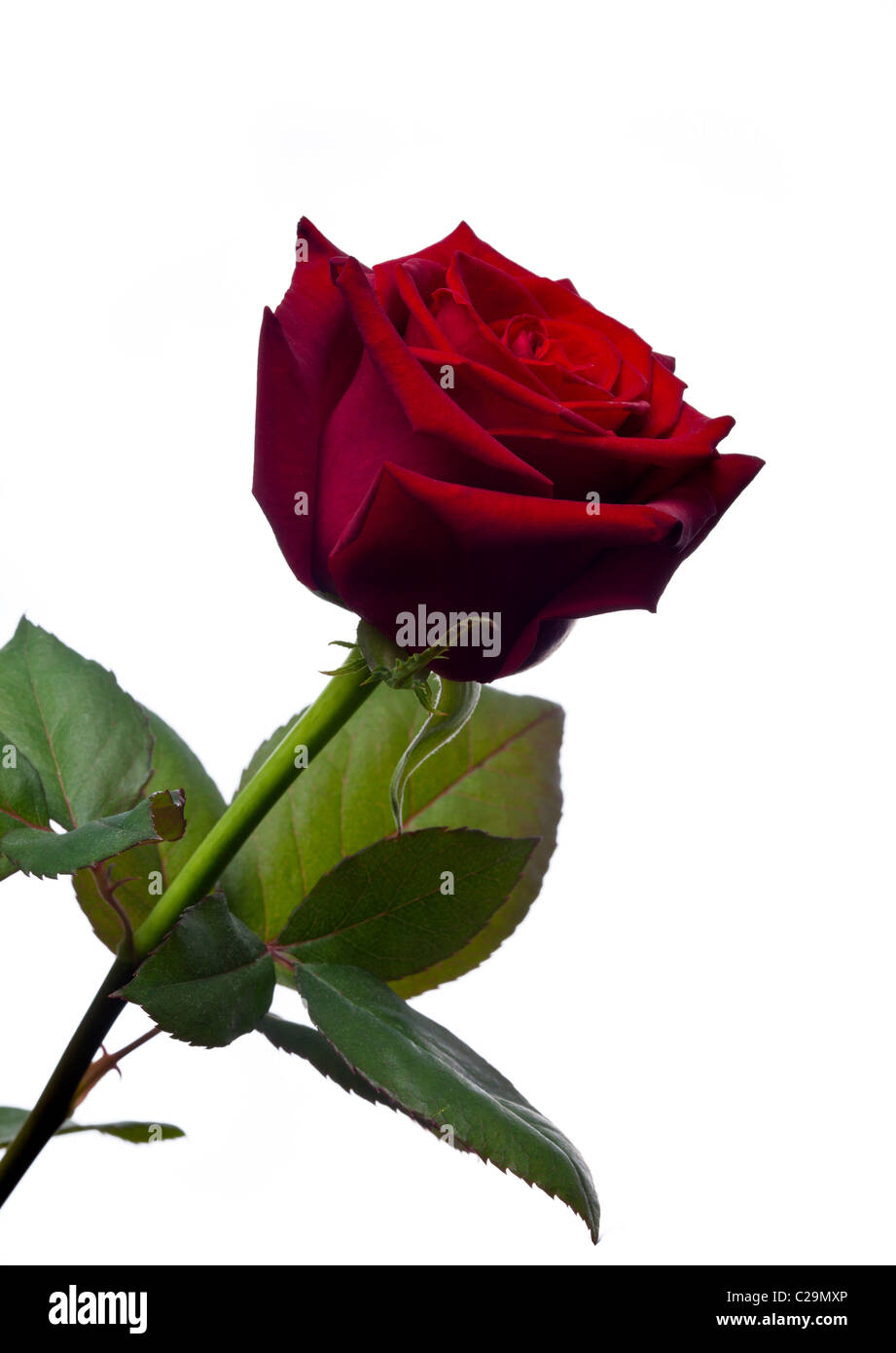 A single rose on white background Stock Photo Alamy