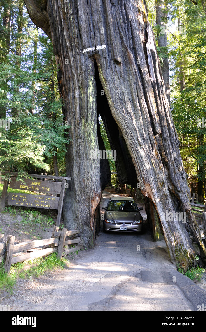Redwoods National Park, California, USA Drive Thru Tree Stock Photo