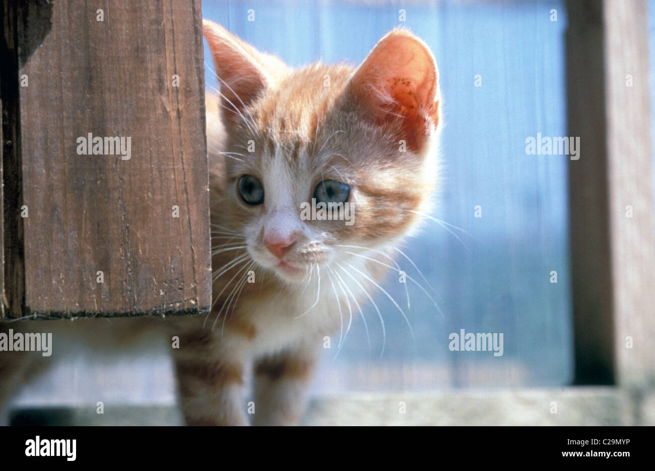 cute little kitten peeping around cattery door Stock Photo