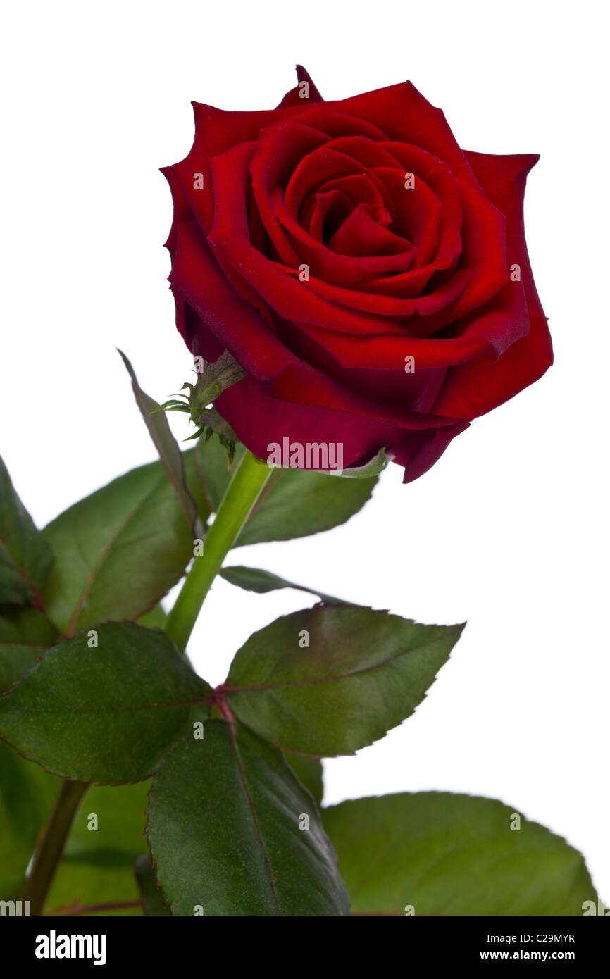 A single rose on white background Stock Photo - Alamy