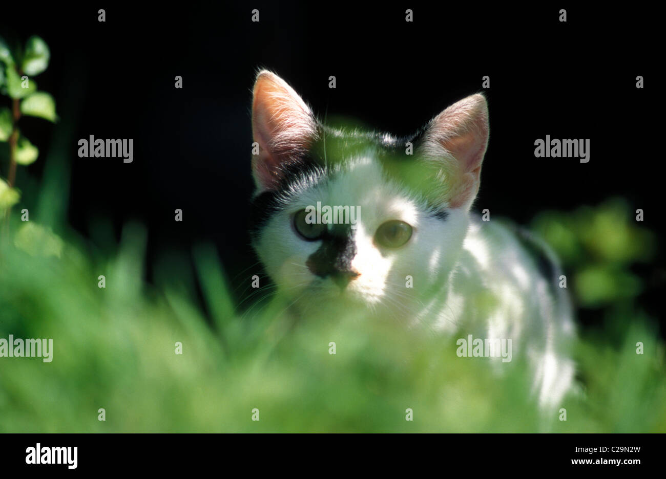 black and white kitten stalking prey Stock Photo - Alamy