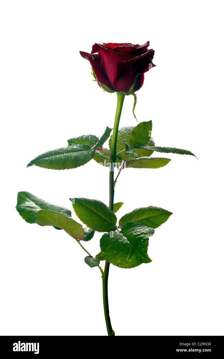 A single rose on white background Stock Photo Alamy