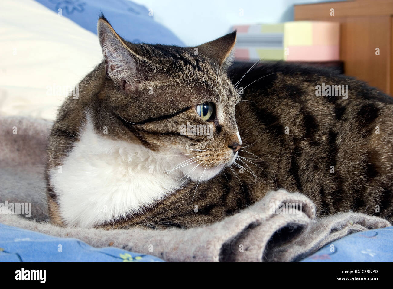 Angry cat, cat is angry, bares its teeth, - Stock Illustration