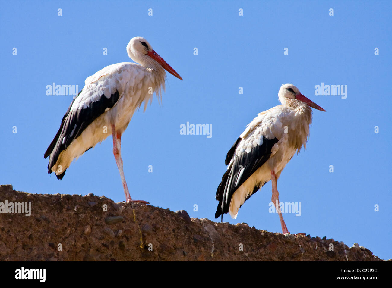 Two storks perched on a wall in Marrakech, Morocco, North Africa Stock Photo
