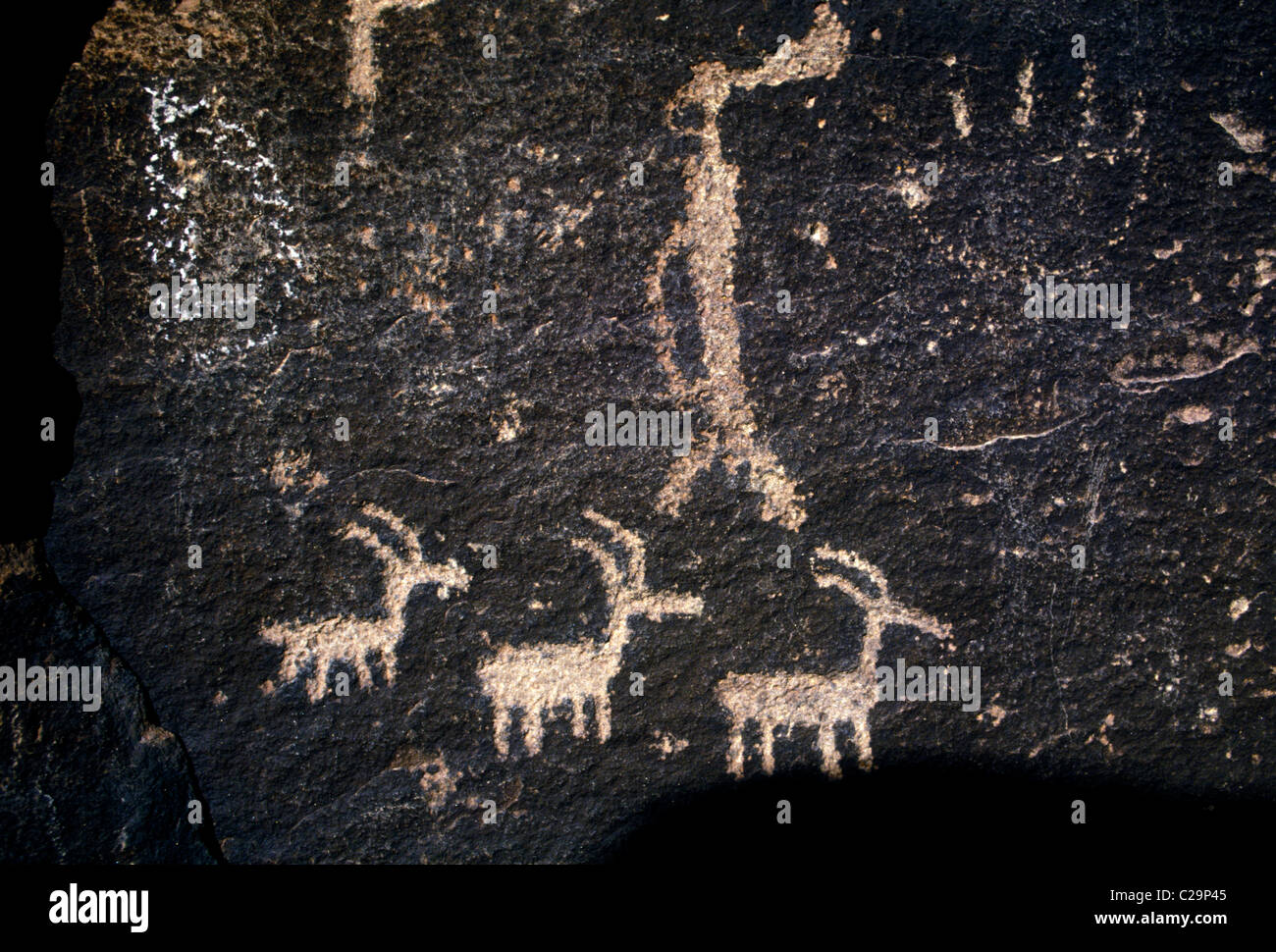 petroglyph, petroglyphs, rock art, prehistoric art, Anasazi culture, Puerco Pueblo Ruins, Puerco Pueblo, Petrified Forest National Park, Arizona Stock Photo