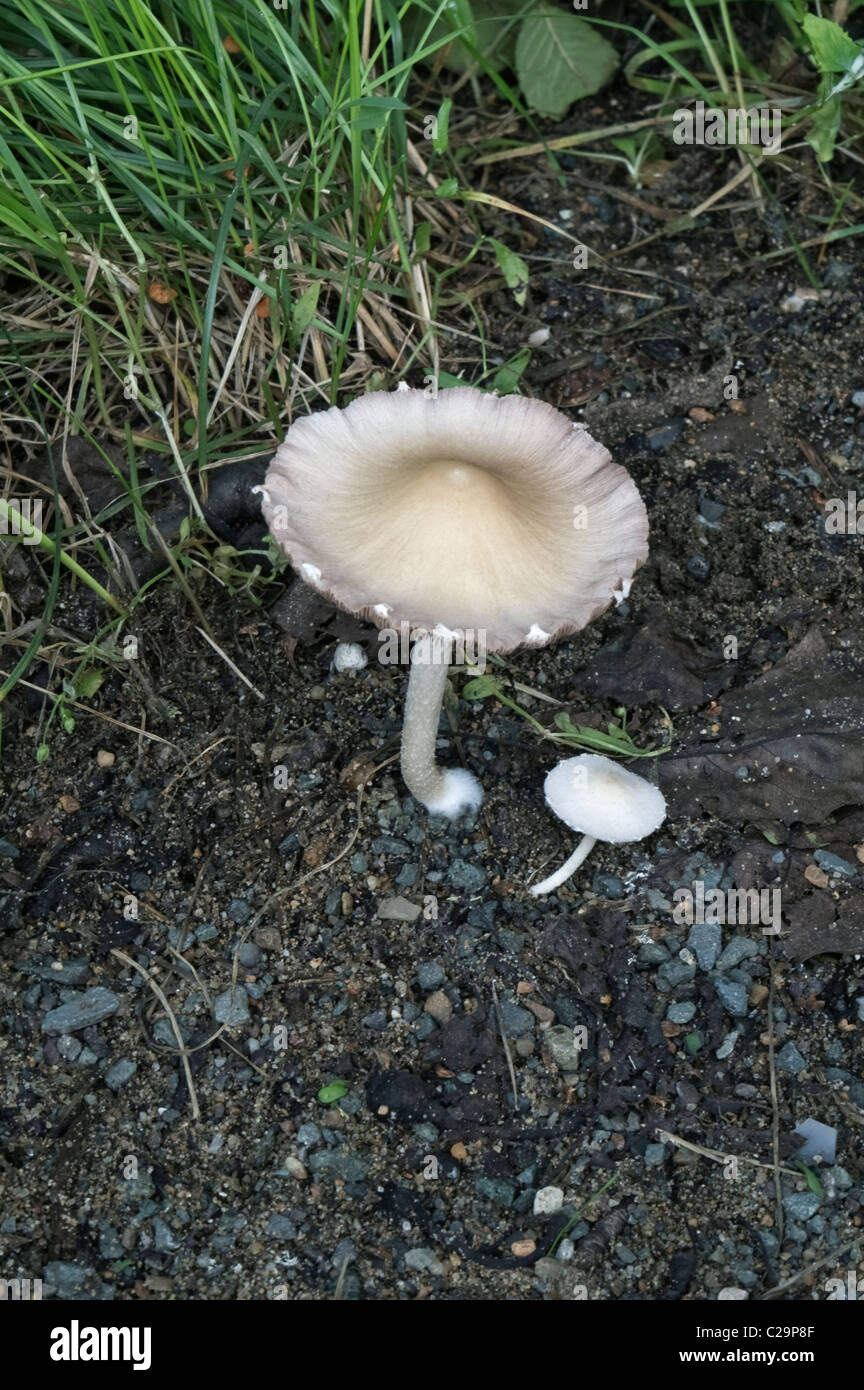 Brittle-Cap (Psathyrella candolleana) Stock Photo