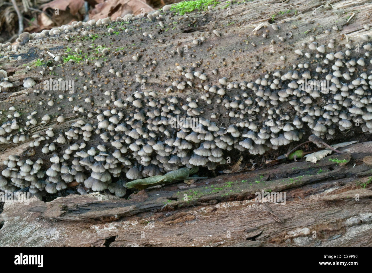 Smoked Oysterling (Resupinatus applicatus) Stock Photo