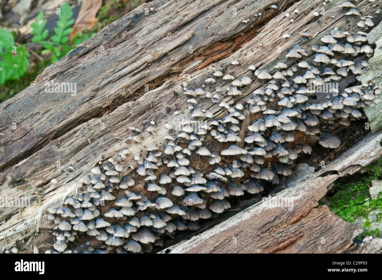 Smoked Oysterling (Resupinatus applicatus) Stock Photo