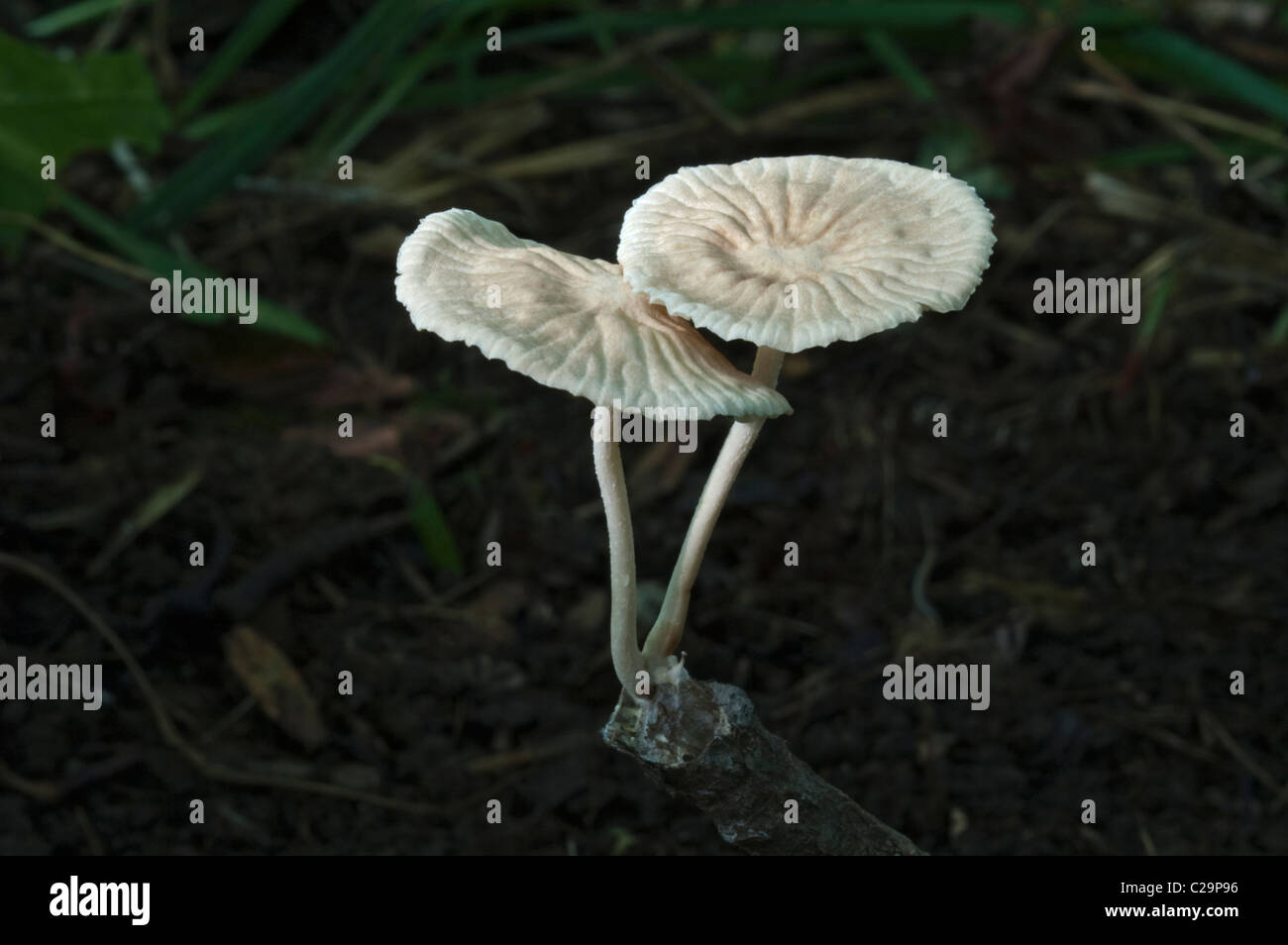 Marasmiellus mushroom (Marasmiellus candidus). Stock Photo