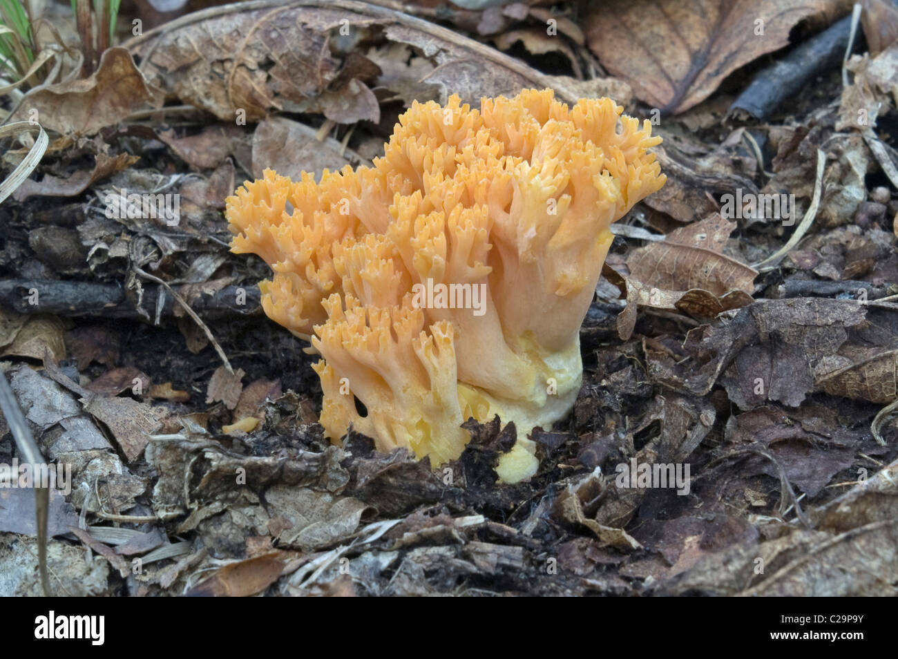 Golden Coral (Ramaria aurea) Stock Photo
