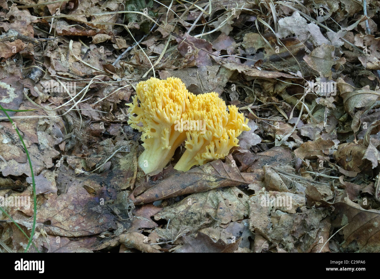 Coral fungus (Ramaria obtusissima) Stock Photo