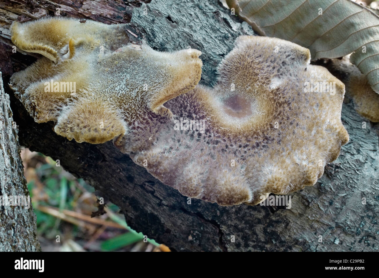 Winter Polypore (Polyporus brumalis) Stock Photo