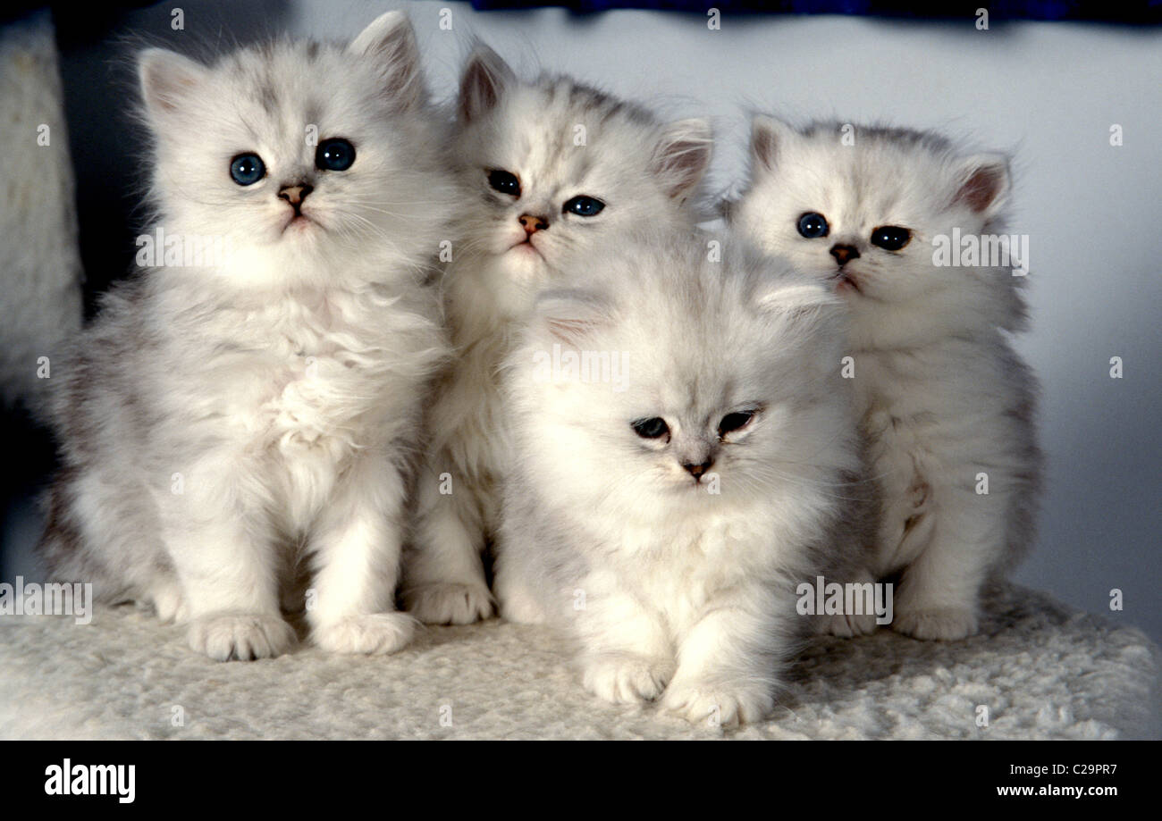 litter of silver spotted persian kittens Stock Photo - Alamy