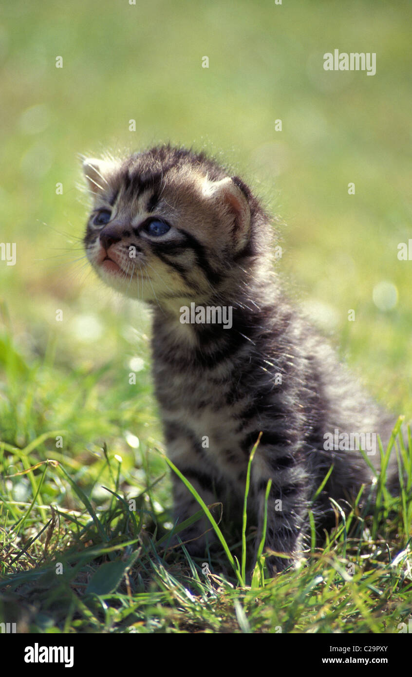 cute tabby kitten in garden Stock Photo - Alamy
