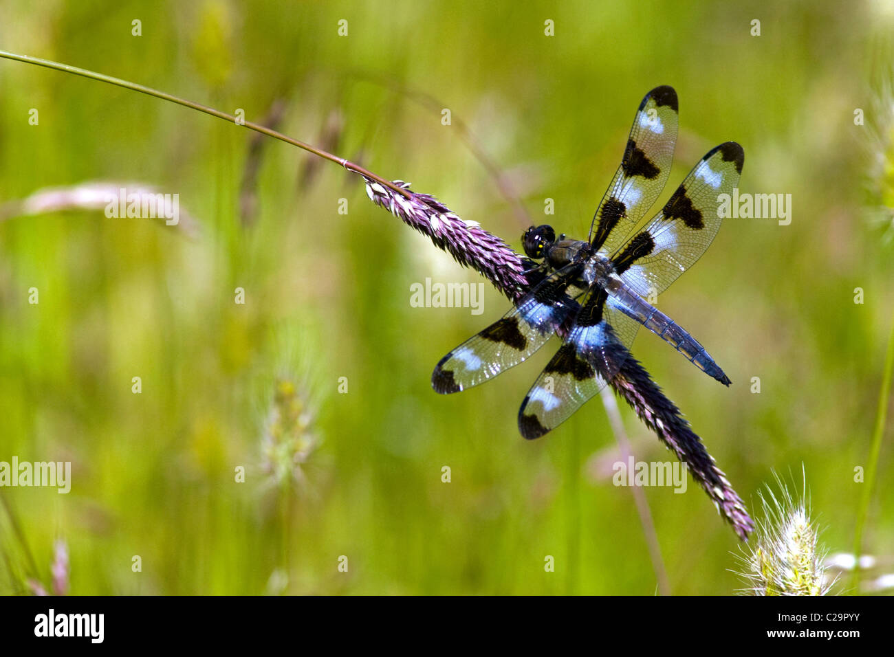 Black and blue dragonfly at rest on a grass stalk Stock Photo - Alamy