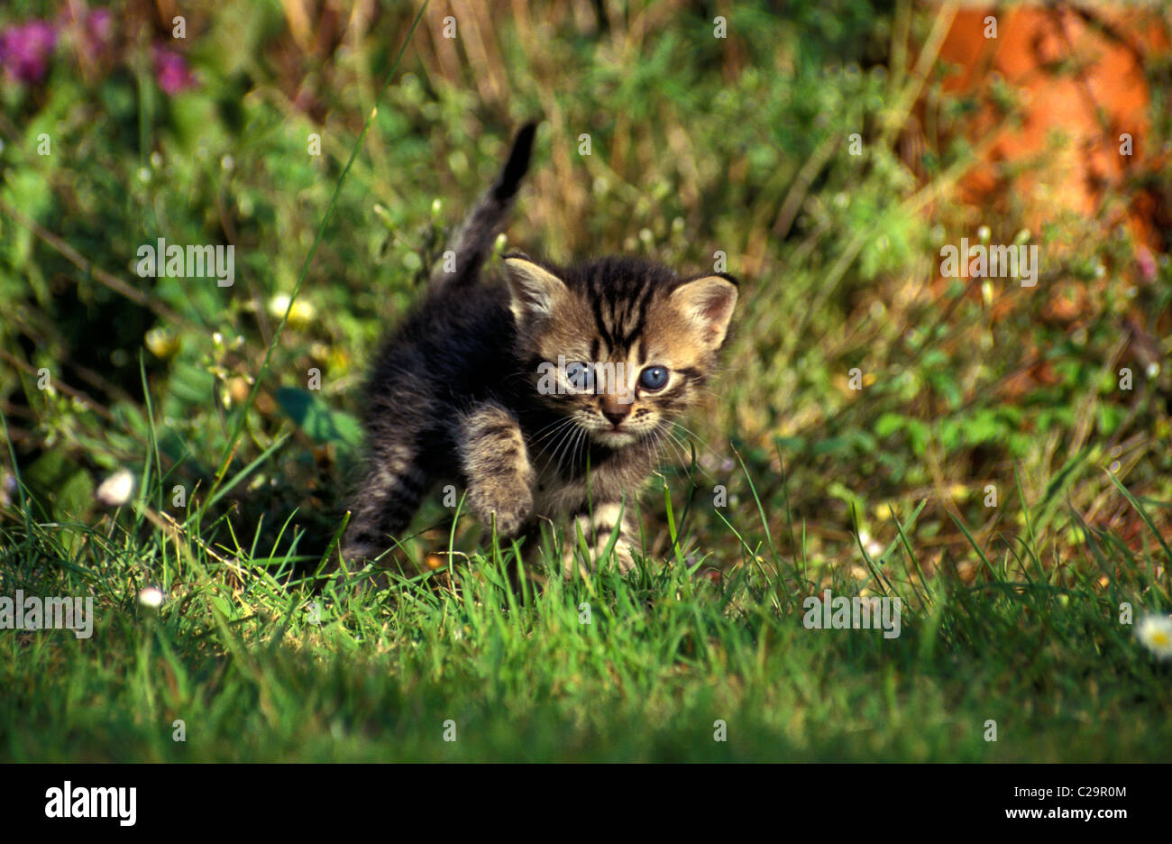 tiny tabby kitten playing in grass Stock Photo - Alamy