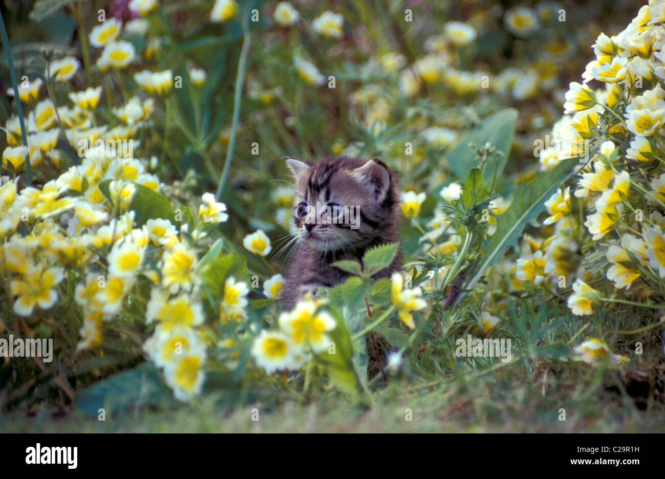 tiny tabby kitten playing in garden Stock Photo - Alamy