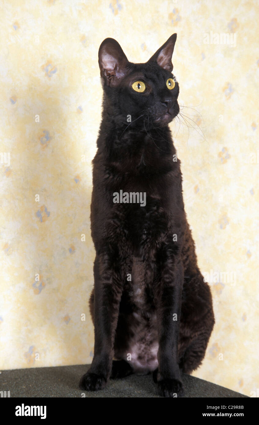 black Devon Rex cat Stock Photo