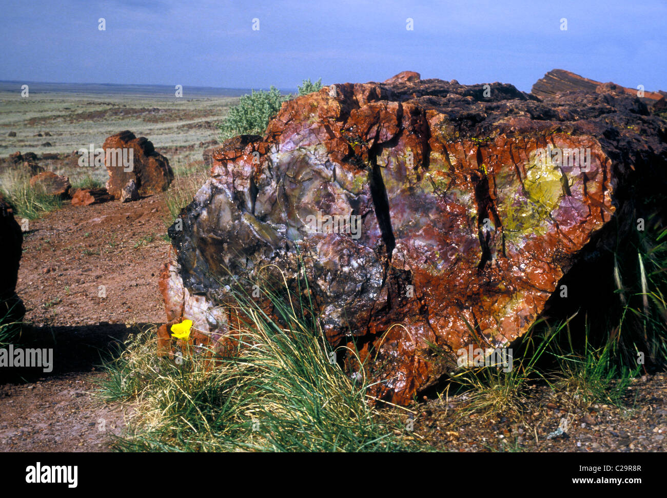 petrified wood log, petrified wood logs, wood log, wood logs, petrified wood, fossilized wood, fossils, Petrified Forest National Park, Arizona Stock Photo