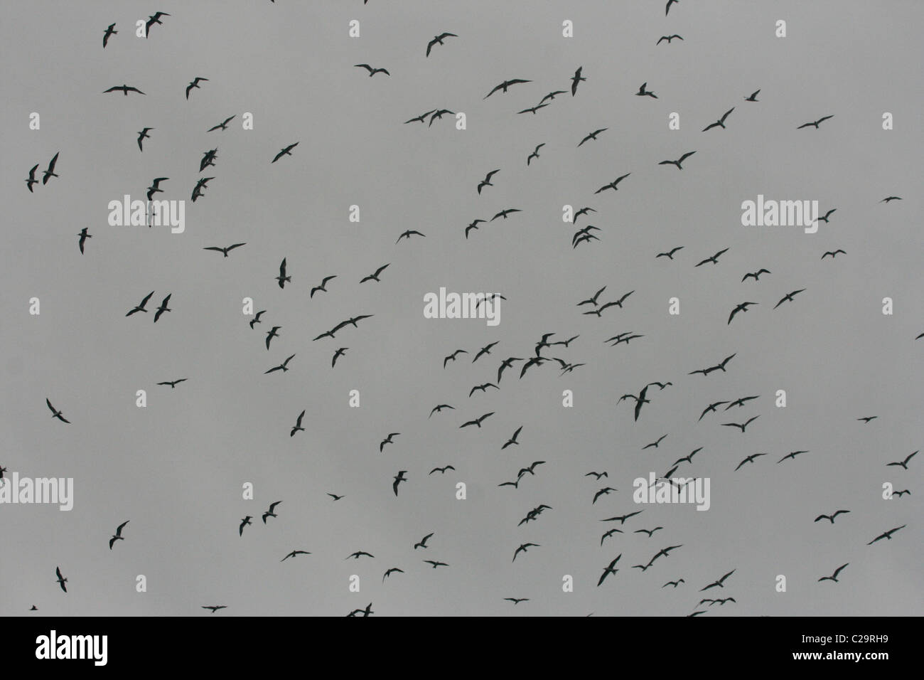 A flock of birds in the sky over Uganda Stock Photo