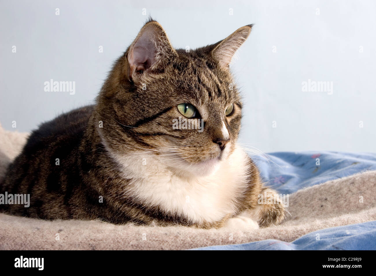 Male tom tabby cat hi-res stock photography and images - Alamy