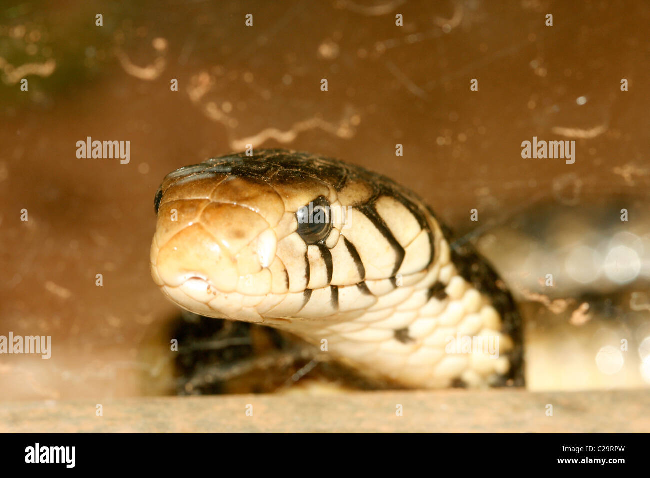 A forest cobra (Naja melanoleuca) in Uganda Stock Photo