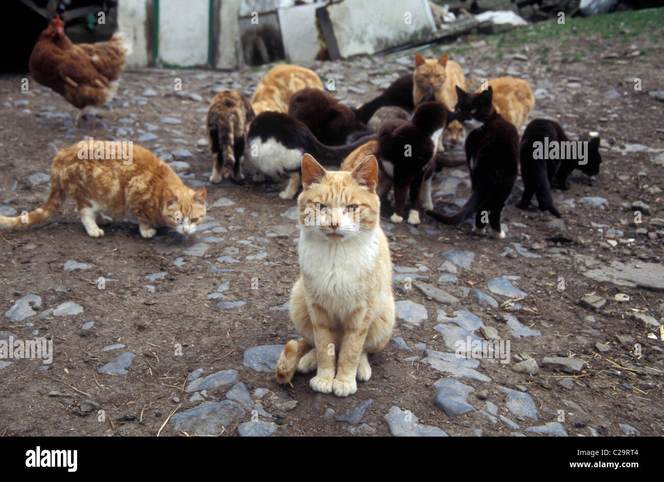 feral cats in farmyard Stock Photo