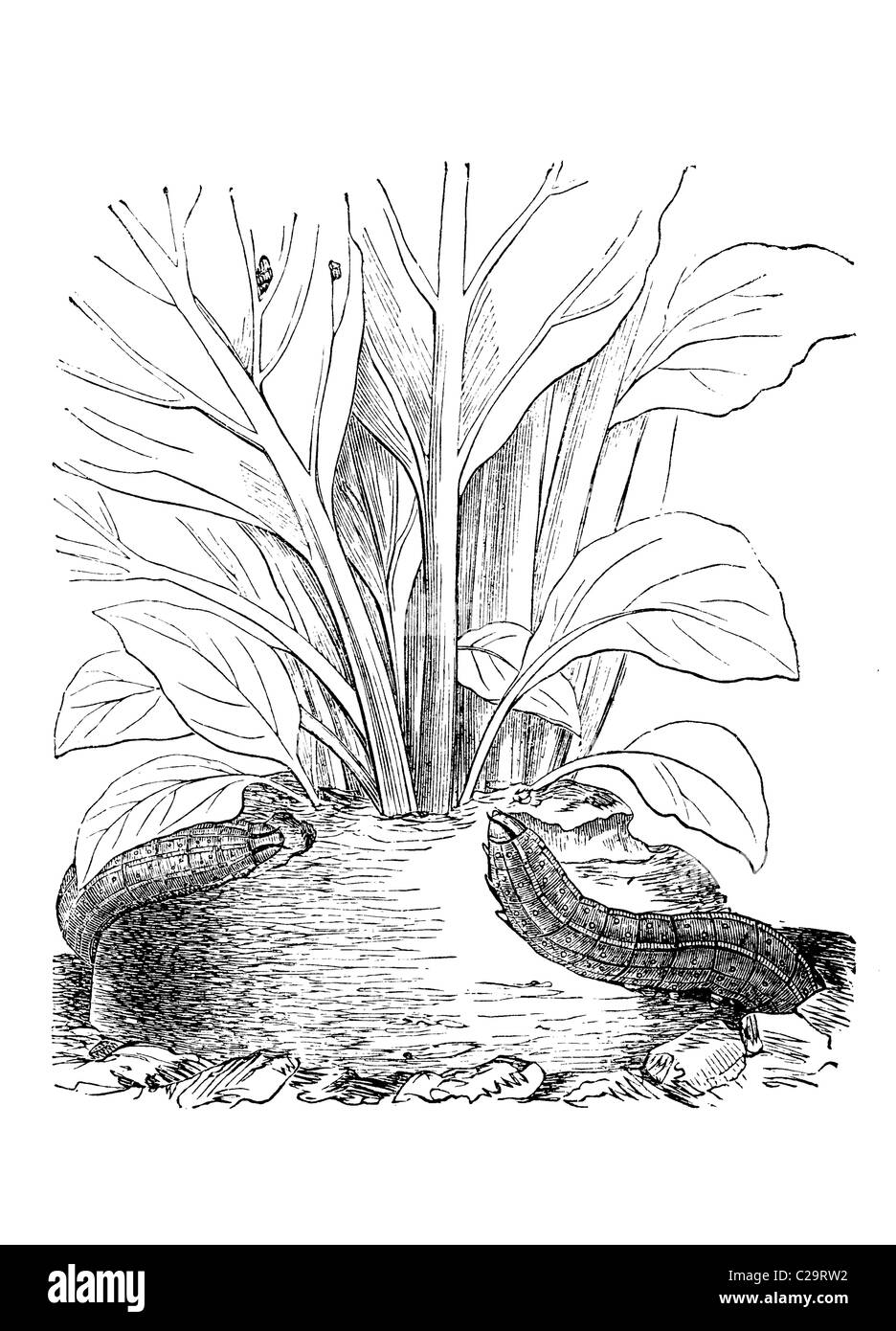 Caterpillars of Agrots segetum, the Turnip Moth, 19th century illustration Stock Photo