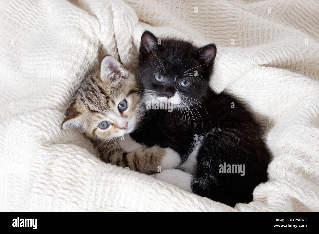 two cute kittens Stock Photo - Alamy