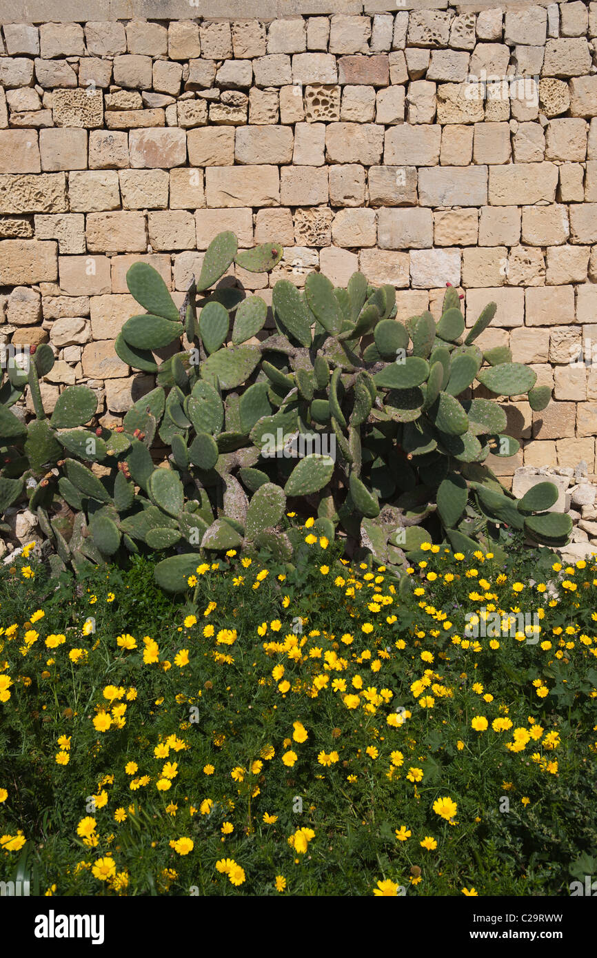 Wild plants on Malta Stock Photo Alamy