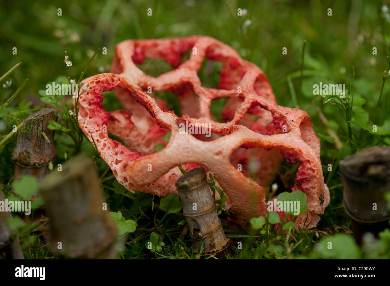 Latticed, or Basket, Stinkhorn Fungus (Clathrus ruber). Sometimes also called 'Red Cage'. Stock Photo