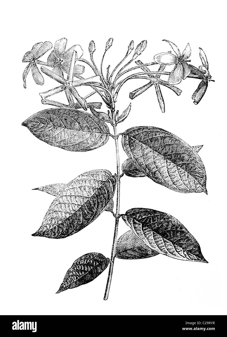 Quisqualis indica, Sweet Scented Stove Climber, 19th century illustration Stock Photo