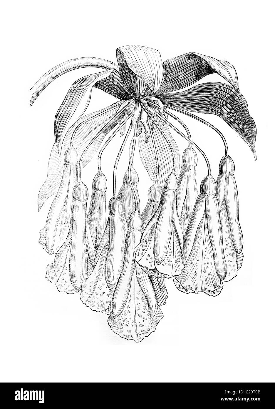 Bomarea oligantha, new or rare plants, 19th century illustration Stock Photo