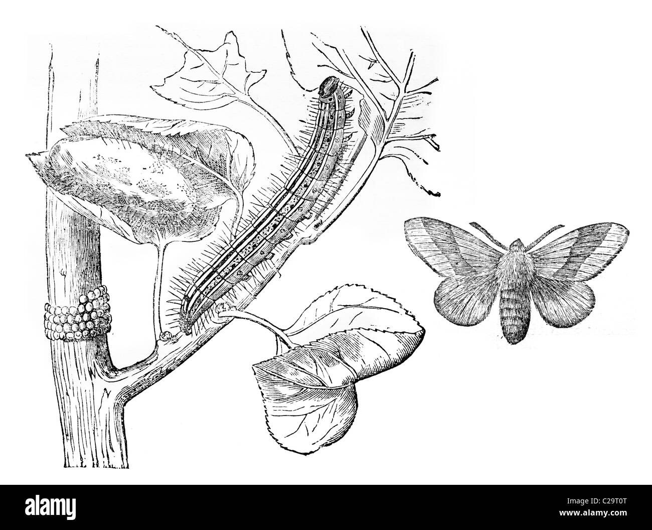 Caterpillar and Moth of Clisiocampa Neustria (Bombyx), neustria cocoon and a band of eggs on plant stem, 19th century Stock Photo